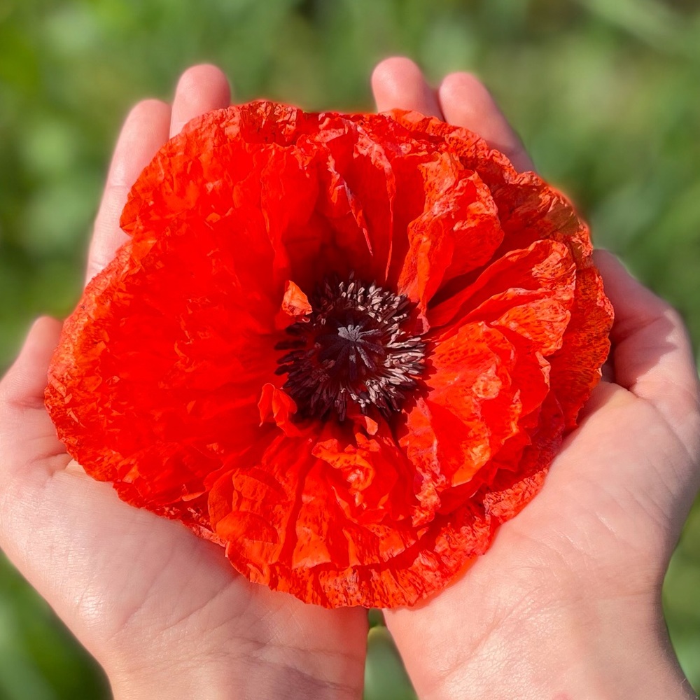 Meet your Posher, Martene